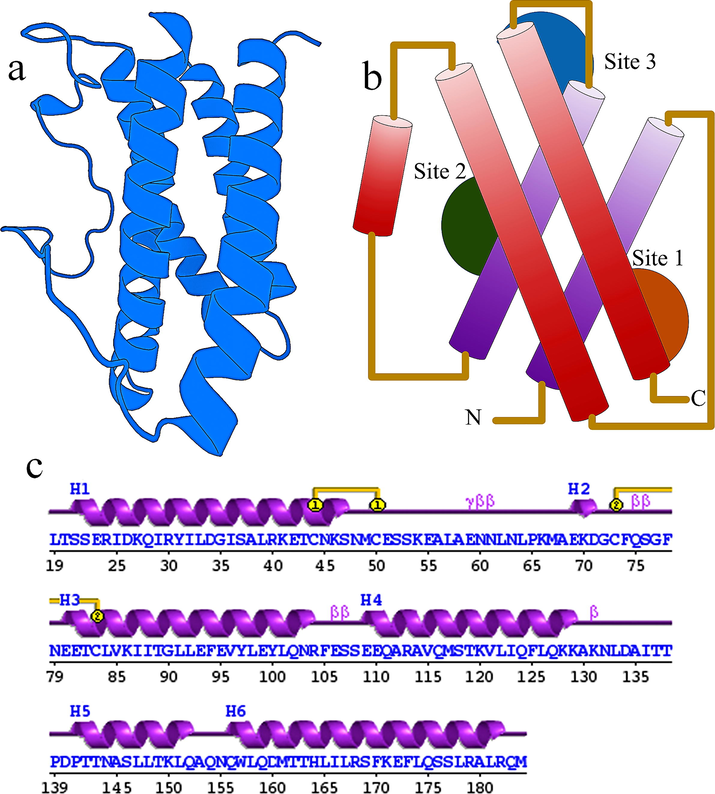 (a) Cartoon structure of IL-6 with the PDB ID: 1ALU (b) The Schematic representation of the domain structure of human IL-6 showing the site 1, site 2 and site 3 for the binding of IL-6R binding and gp130 binding (c) secondary structure of IL-6.