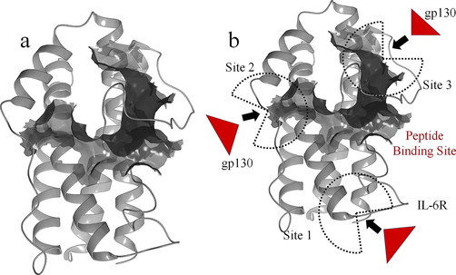 (a) Predicted binding region for peptide binding (red) in the IL-6 protein (Black). (b) Showing the peptide binding site in between the Site 2 and site 3, where the gp130 will be forming the protein–protein interactions.