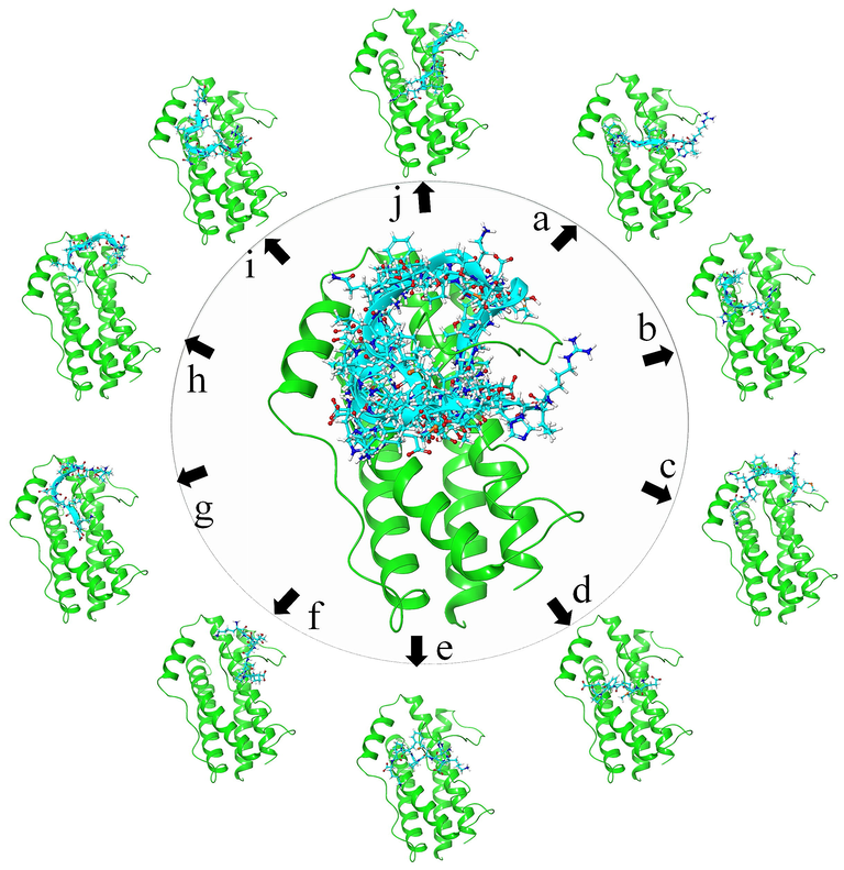 Visualization of protein-polymer interactions showing the binding mode of Goat peptides placed in between the site 2 and site 3. Here the common binding peptides are in center and round by each peptide pose represented with alphabets showing (a) ALKALPMHIR, (b) ALPMHIR (c) AMKPWIQPK, (d) EMPFPK, (e) HKEMPFPK, (f) KETMVPK, (g) TPEVDDEALEK, (h) VLVLDTDYK, (i) YIPIQYVLSR and (j) YLGYLEQLLR.