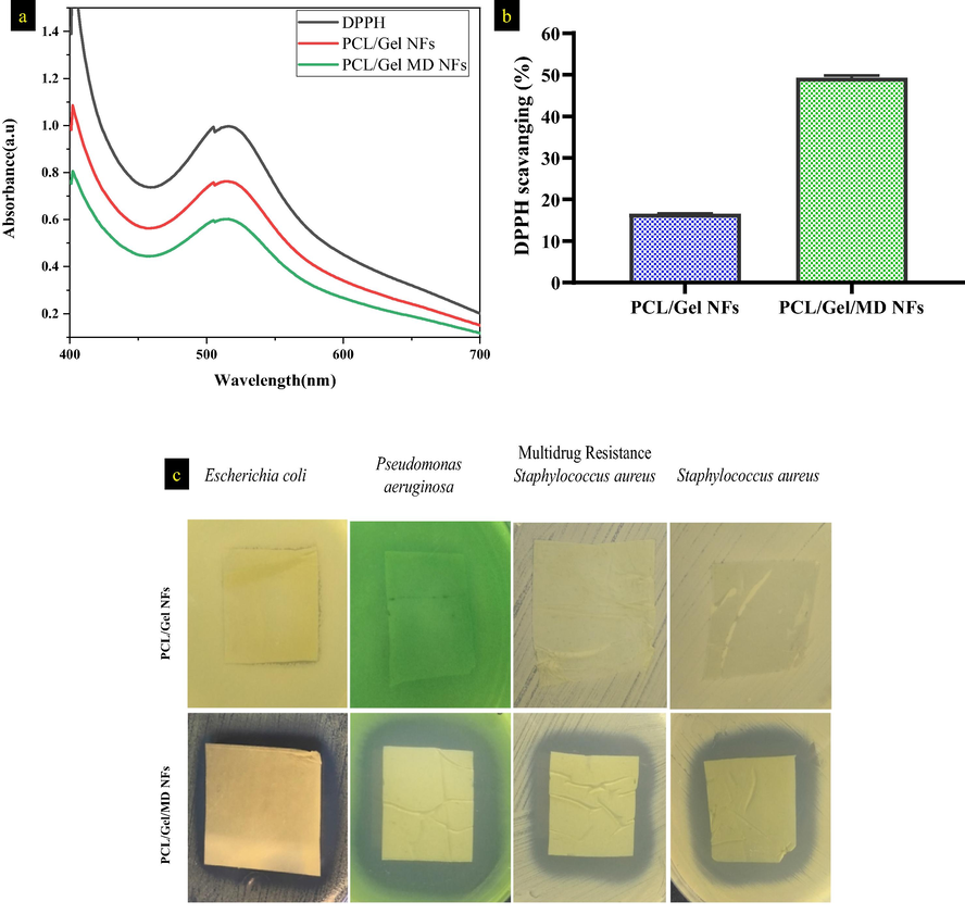 a) & b) antioxidant activity of PCL/Gel and PCL/Gel/MD NFs after 30 min incubation, c) Antibacterial activity PCL/Gel and PCL/Gel/MD NFs against Gram-positive and negative organisms.