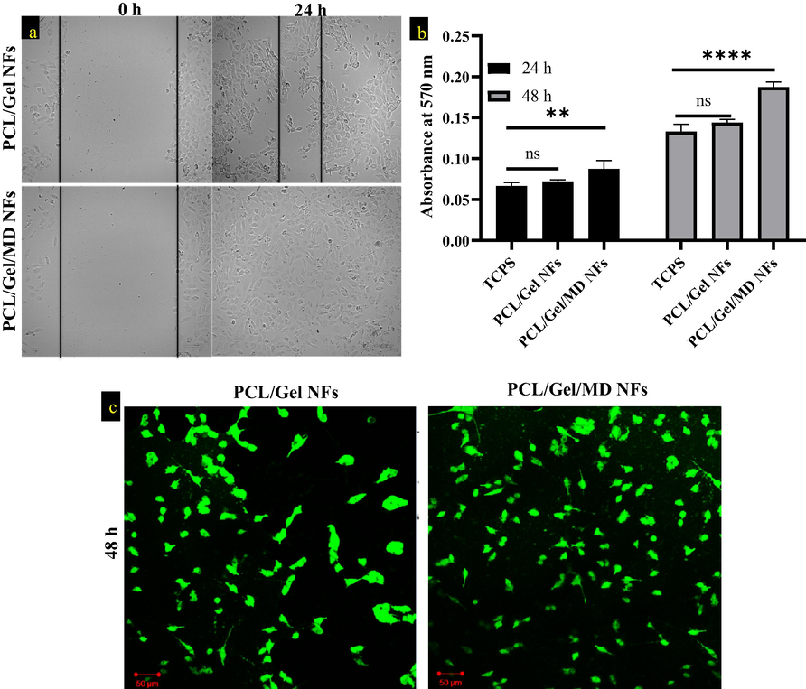 a) Wound healing assay of PCL/Gel NFs and PCL/Gel/MD NFs, b) MTT analysis of TCPS, PCL/Gel and PCL/Gel/MD NFs at 24 and 48 h. Two way ANOVA was performed. p > 0.05 is considered as nonsignificant (ns) c) Confocal image of PCL/Gel and PCL/Gel/MD NFs after 48 h (scale bar- 50 µm).