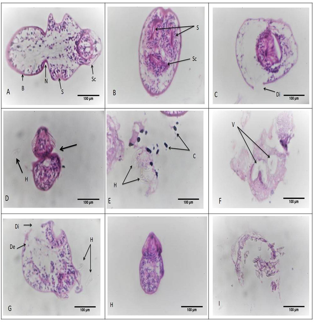 Morphological alterations of protoscolices stained with H&E. (a-b) showed normal intact protoscolices with hooks and suction cups. Sc, scolex region; B, body region; N, neck region; S, sucker region. (c-f) showed protoscolices incubated with 50 µg/ml ACCV; (c) showed cuticle discontinuation (di). (d) showed loss of suction cups (arrow) and loss of hooks (h). (e) showed free hooks (h) and calcareous corpuscles (c). (f) showed vacuoles (v) with deformity. (g-i) showed protoscolices incubated with 100 µg/ml ACCV; (g) revealed cuticle detachment (de), cuticle discontinuation (di) and hooks loss (h). (h) showed shrunken protoscolex with deformity. (i) showed complete loss of integrity and shape (x400).