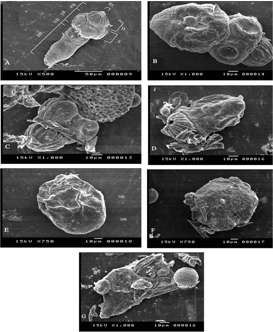 Protoscolices by SEM: (A) Evaginated control protoscolices; Body Region (BR); Neck Region (NR); Sucker Region (SR); Rostellar Region (RR); Suckers (S); Hooks (H), Rostellar Cone (RC). (B-D) Protoscolices incubated with ACCV (50 µg/mL) during 4 h of treatment; (B) Presence of tegumental changes, contraction of the soma region and shedding of microtriches (C) Presence of tegumental changes (D) Rostellar disorganization, hooks loss, and microtriches shedding of the scolex region. (E-G) Protoscolices incubated with100 µg/ml ACCV during 4 h of treatment; (E) Formation of tegumental vesicles, (F) Morphological deformation of protoscolices (G) The loss of tegumental integrity, which leads to osmoregulatory impairment, is shown by the bursting of the soma region.