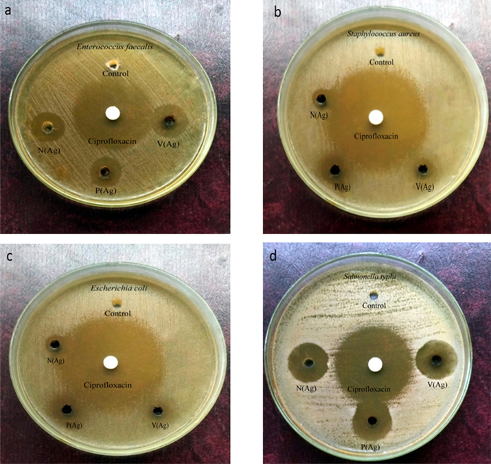 The antibacterial effect of synthesized silver nanoparticle using (a), Enterococcus faecalis (b) Staphylococcus aureus (c) Escherichia coli (d) Salmonella typhi.