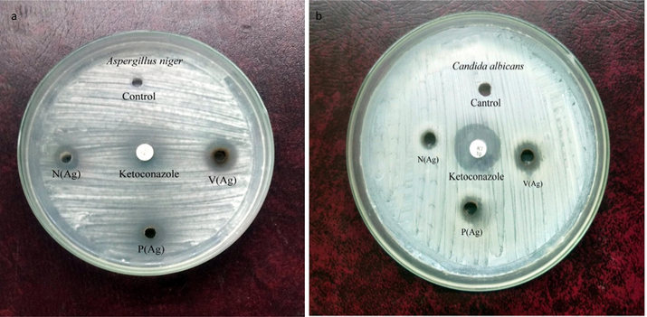 The antifungal effect of synthesized silver nanoparticle using (a), Aspergillus niger, (b) Candida albicans faecalis.