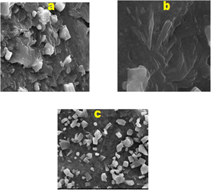 (a) SEM picture of Ag NP produced through employing Basella alba, (b) Tabernaemontana divaricate, (c) Allium fistulosum.