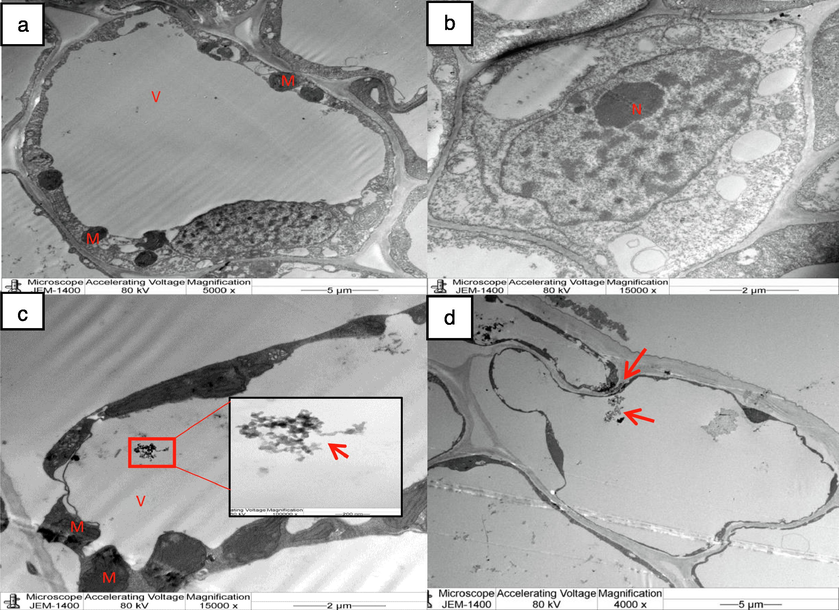 TEM micrograph of root cells of wheat seedlings (a, b) control showing root cells with mitochondria, nucleus, & (c, d) exposed to ZnONPs (15,000 ppm). accumulation of ZnONPs in the intercellular space, vacuole and cytoplasm of the root cells are visible (arrow head). 7 (c) Disintegrated mitochondria can be noticed in the cell subjected to ZnONPs (15,000 ppm). Mitochondrion (M), Vacuole (V), Nucleus (N).