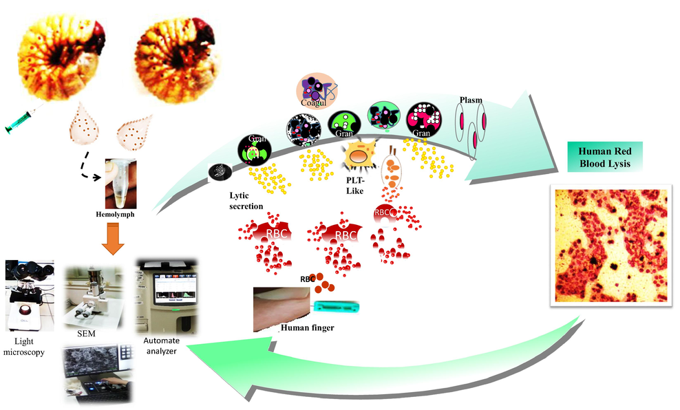 Proposed experimental set-up indicates the immune pathway induced by the scarabid beetle larvae hemocytes. HRBC: human red blood cells; Gran: Granulocytes; PLT-Like: Platelet-Like; Plasm: plasmatocytes; Cogul: coagulocytes..