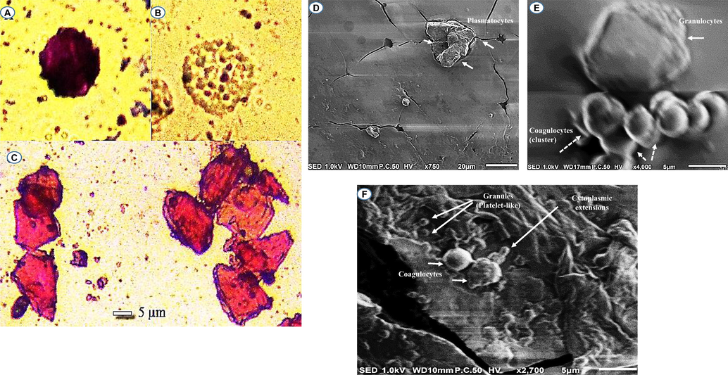 Circulating cells in the hemolymph of P. excavatus. Granulocytes observed by LM (A) and SEM (E) (scale bar = 5 µm); Oenocytoides observed by LM (B); Plasmatocytes observed by LM (C) (scale bar = 5 µm) and SEM (D) (scale bar = 20 µm); Coagulocytes detected by SEM (E, F) (scale bar = 5 µm).