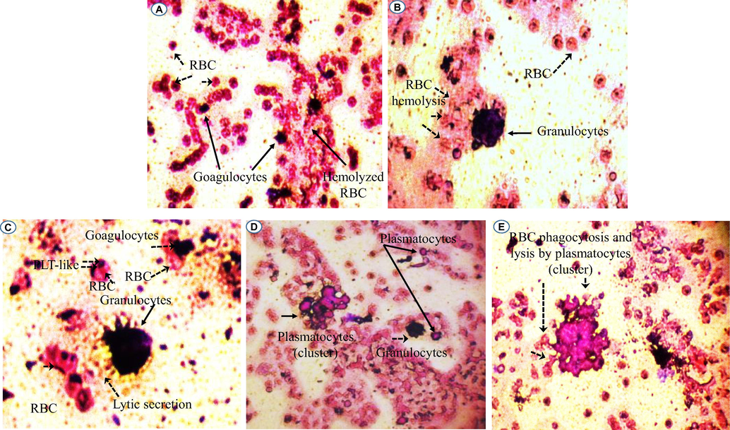 Hemolysis of red blood cells by larval small cells (A). Granulocyte, platelets-like and coagulocytes (B, C) and plasmatocytes (D, E) detected in the Phyllognathus excavatus hemolymph involved in the cellular immune reaction. PLT-Like: Platelet-Like; RBC: red blood cells.