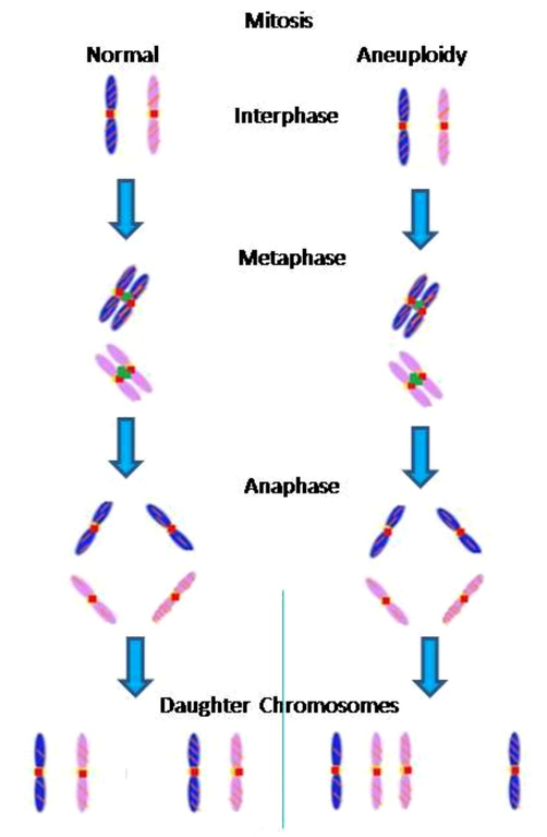 Normal mitotic cell division and aneuploidy in the development of tumorigenesis.