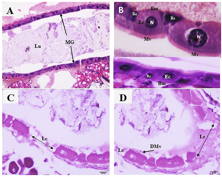 Photomicrographs of midguts of Cx. pipiens larvae treated with EtOAc fraction obtained from aqueous extract of Aloe ferox and Commipora abyssinica combined. Longitudinal sections in the midguts (MG) of control larvae with normal and healthy epithelial cells (Ec), microvilli (Mv), nuclei (n), and regenerative cells (Rc). Note the absence of the lesions. {C-D}: Longitudinal sections in midguts of EtOAc-treated larvae, with loss of some epithelial cells (Lc) and degraded microvilli (DMv). H&E stain.