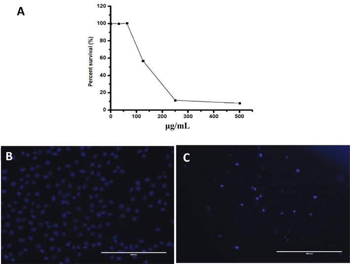 A; Cytotoxicity of EtOAc fraction obtained from aqueous extract of Aloe ferox and Commipora abyssinica combined against Noncancerous HUVEC cell lines using MTT assay showing dose-dependent toxicity. Fluorescence microscopy of cells treated with EtOAc extract for 24 h, followed by DAPI staining and then imaged to assess the morphological changes. (B) Untreated control cells showed normal nuclear morphology; (C) treated cells showed fragmented chromatin.