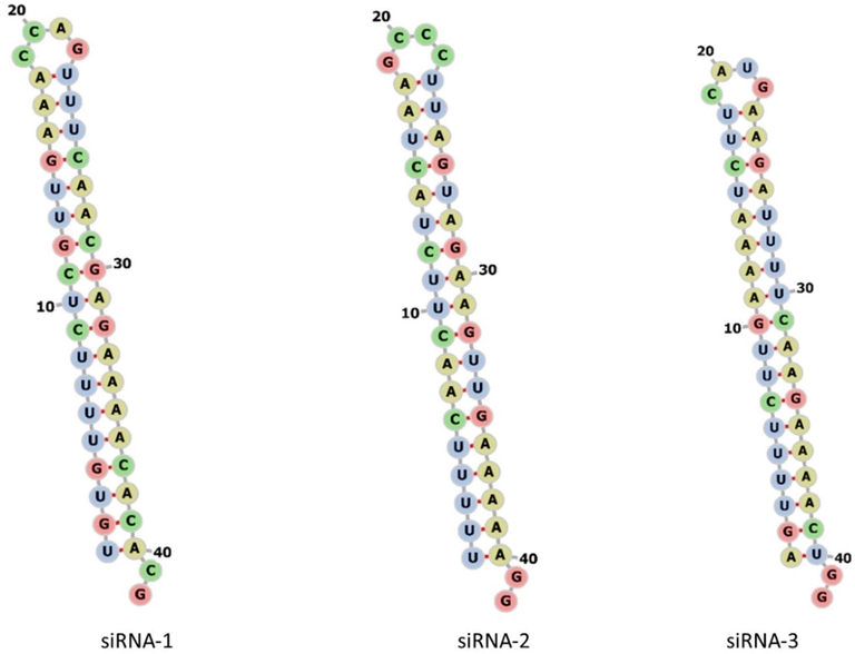 The possible folding and secondary structure prediction of in silico predicted siRNAs molecules computed using the online web server (siRNAs1-3).