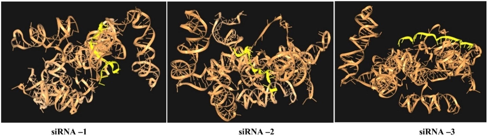 Molecular docking of predicted siRNAs (1–3) with SARS-CoV-2-leader protein gene and 3D interaction diagram of different docked complex with the target.