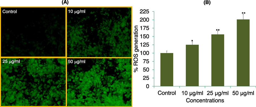 ROS generation analysis by DCF-DA dye in MDA-MB-231 cells. (A) Fluorescence of DCF dye in cells treated with 10, 25, and 50 μg/ml of APPeE for 24 h. (B) The graph is illustrating the percent induction in the ROS as compare to control group. *p < 0.05 and **p < 0.01 vs control.