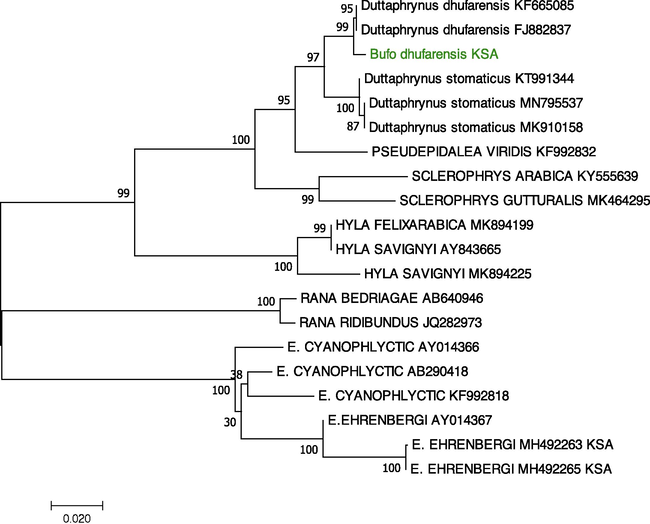 Phylogenetic tree created using the NJ method based on the 16S rRNA gene, indicating the relationships of Bufo dhufarensis to other toad and frog species. The NCBI GenBank accession numbers for all sequences are written after each species name. The sequences identified in this study are shown in green.