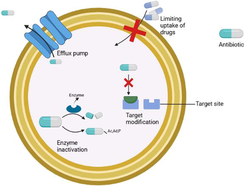 Mechanism of antibiotic resistance in pathogens.