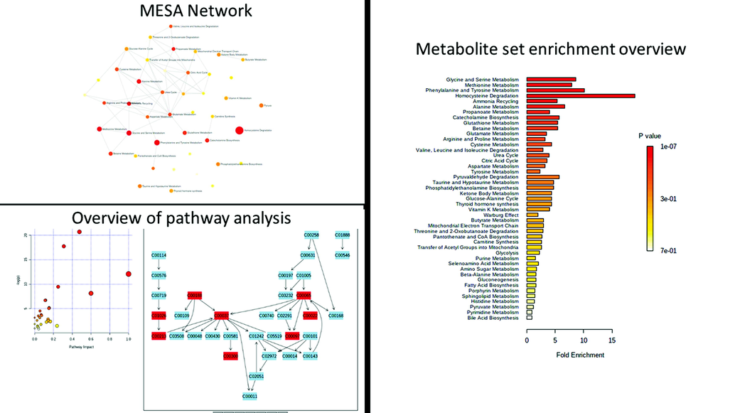 Metabolite set pathway enrichment analysis. The glycine, serine, methionine, and homocysteine metabolic pathways are the most significantly affected in the upper panel; 4 Upregulated FDR = 2.99E-01 and 4/20; FDR = 1.00E + 00) and in the lower panel; 4 dysregulated features out of 20; False discovery rate (FDR) = 1.00E + 00).