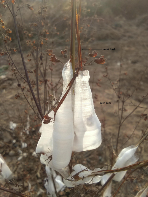 The burst bark on I. rubescens stem due to ice ribbons.