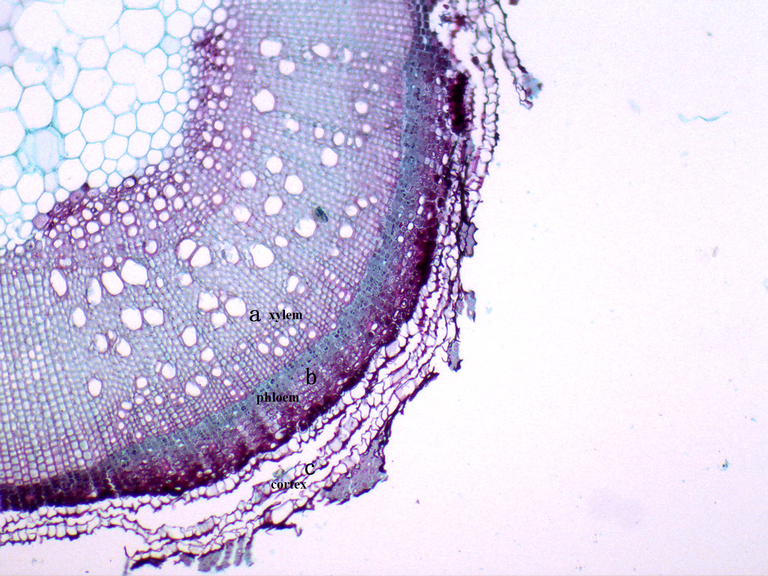 The paraffin section of living intact I. rubescens stem.