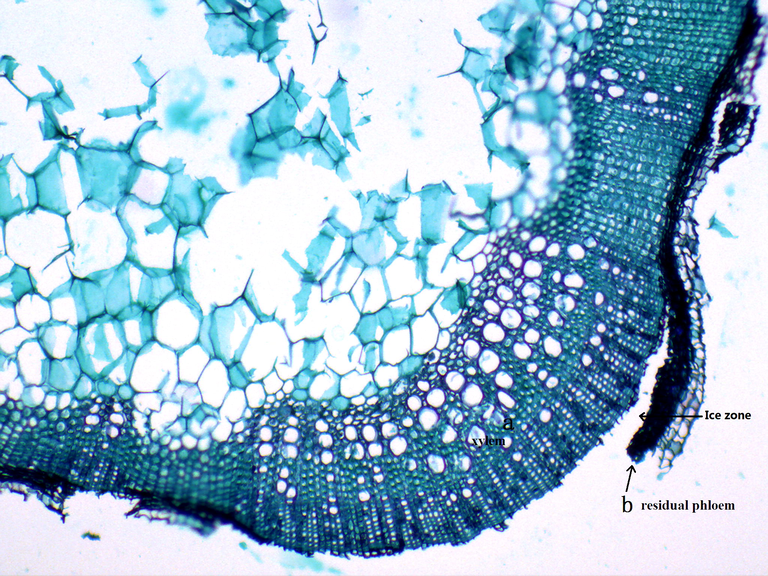 The paraffin section of I. rubescens stem peeled due to ice ribbons.