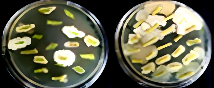 Endophytic bacterial growth on agar plates.