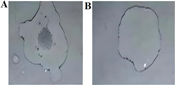 (A). Bubble formation after the addition of hydrogen peroxide. (B). No bubble formation after the addition of hydrogen peroxide.