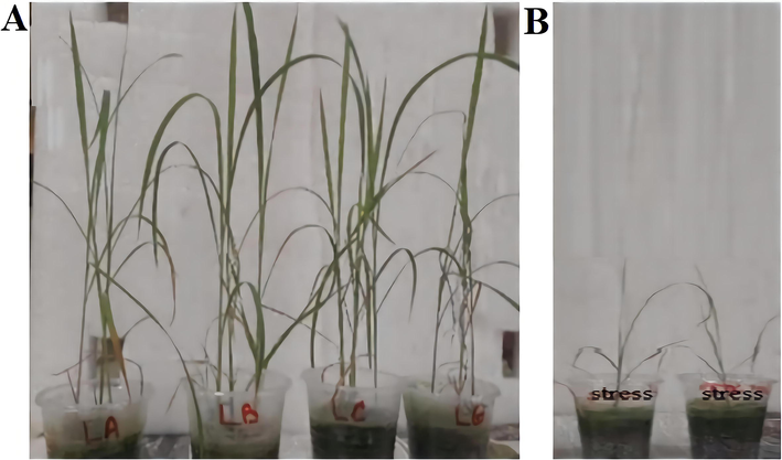 (A) plant growth with inoculation of isolates (B) growth of uninoculated rice plants under cadmium stress.