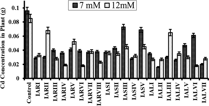 Enhanced uptake of 7 mM and 12 mM cadmium by rice inoculated plant as compared to control which was uninoculated. Error bars represent the standard deviation.