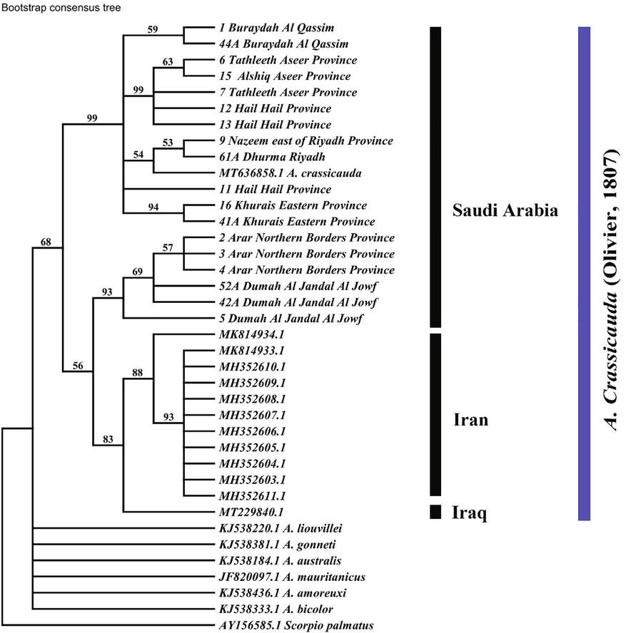 Maximum-parsimony phylogenies of Androctonus crassicauda sequences fragment of the COI gene. Numbers above the branches represent bootstrap values calculated with 1000 replicates.