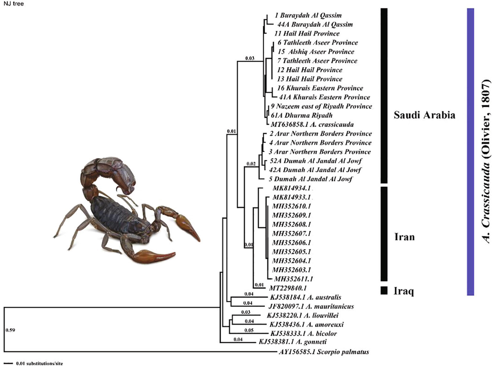 Neighbor-joining phylogenies of Androctonus crassicauda sequences fragment of the COI gene. Numbers above the branches represent distance values.