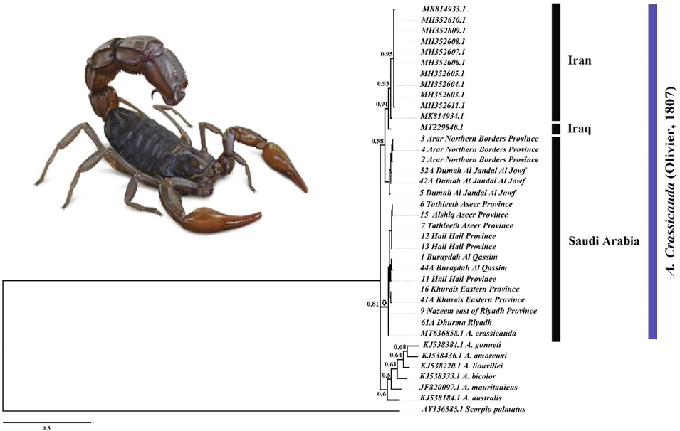 Bayesian inference tree phylogenies of genus Androctonus crassicauda sequences fragment of the COI gene. Numbers above the nodes represent the posterior probabilities.