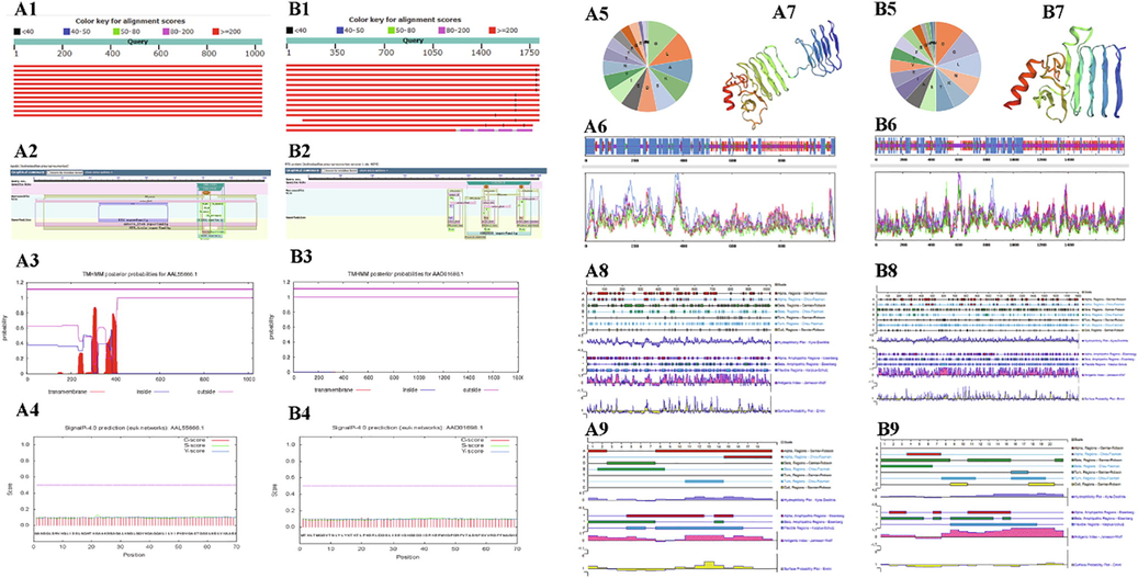 The letters A and B show the results of bioinformatics analysis of the amino acid sequences of ApxIVA and ApxIVA. A1 and B1: ApxIA and ApxIVA amino acid sequence specificity analysis. Red means. that the score is greater than or equal to 200. A2 and B2: CD-Search results for the protein sequence of ApxIA and ApxIVA. Functional sites are mapped to the query sequence and depicted as triangles. A3 and B3: Transmembrane domain of ApxIA and ApxIVA protein. The dark purple line represents the ApxIA and ApxIVA protein, the purple line below represents the outer cell membrane, and the blue line represents the inner cell membrane. A4 and B4: Signal peptide of ApxIA and ApxIVA protein. The red line represents the C score, the green line represents the S score, and the blue line represents the Y score. A5 and B5: Amino acid composition of ApxIA and ApxIVA protein. A6 and B6: The secondary structure of ApxIA and ApxIVA protein. H stands for α-helix and c for disordered crimped state. Blue represents α-helix; purple represents irregular crimping; red represents extension chain; green represents β-rotation. A7 and B7: Tertiary structure of ApxIA and ApxIVA protein. Red indicates α-helix, yellow indicates β-turning angle, green indicates Random coil, and blue indicates transmembrane region. A8 and B8: The predicted the secondary structure and physicochemical properties of the ApxIA and ApxIVA protein. A9 and B9: The predicted secondary structure and physicochemical properties of ApxIA and ApxIVA polypeptide fragments.