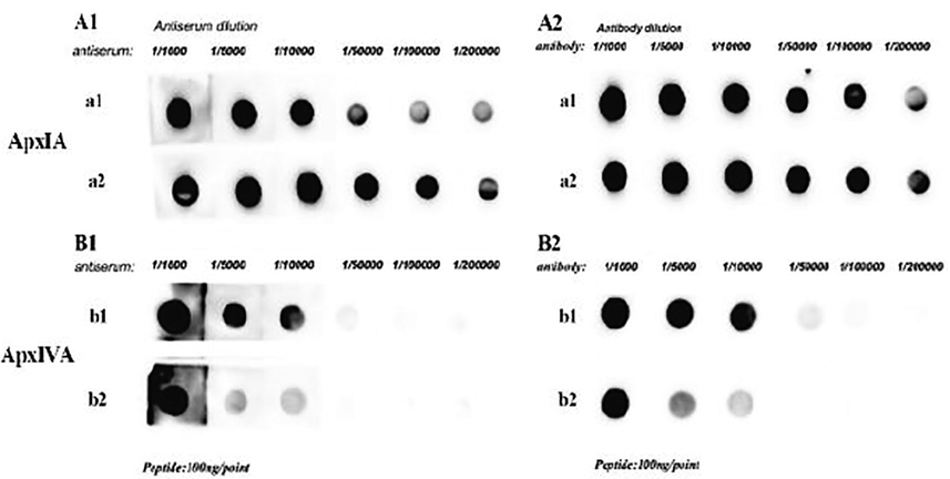 Titers of the prepared antiserum were determined by ELISA and Dot blotting. A1 and A2: ApxIA polyclonal antibodies have high titers detected by ELISA and Dot blotting, respectively. A1 and A2 are the results of ApxIA antiserum titers at concentrations 2.27 mg/mL and 2.50 mg/mL, respectively. B1 and B2: ApxIVA polyclonal antibodies have high titers detected by ELISA and Dot blotting respectively. B1 and B2 are the results of ApxIVA antiserum titers at concentrations 3.47 mg/mL and 1.80 mg/mL, respectively.