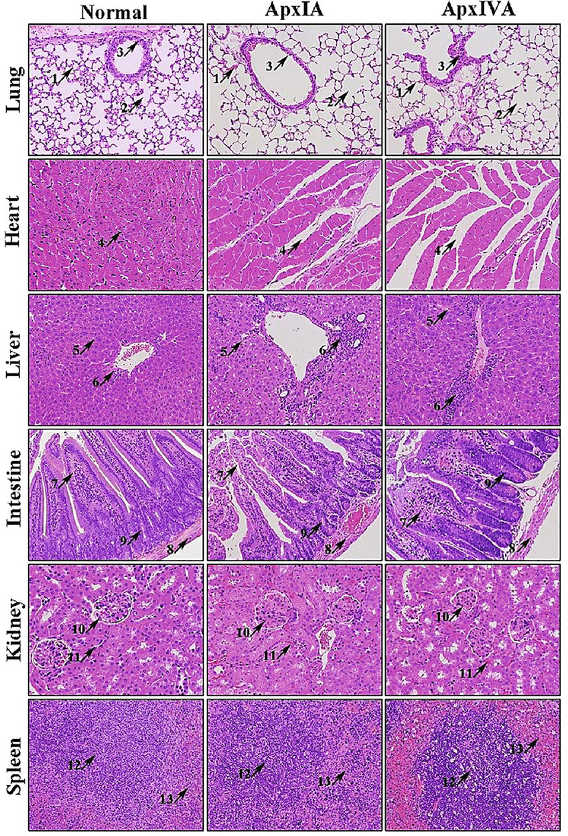 Histological sections of various organs of mice inoculated with ApxIA and ApxIVA toxins of Actinobacillus pleuropneumoniae. H & E Stain. 200x. Lungs: Thinning of alveolar wall and the perialveolar hemorrhage (Arrow 1), pulmonary emphysema (Arrow 2), and sloughing of bronchiole epithelium. Heart: Intercellular space increased (Arrow 4). Liver: Vacuolation (Arrow 5), and chronic inflammatory cells infiltration (Arrow 6). Intestines: Intestinal villi atrophied and sloughing of villi epithelium (Arrow 7), congestion of intestinal muscles (Arrow 8), and intestinal glands atrophied, and detached from the lamina propria (Arrow 9). Kidneys: Increased urinary space in glomeruli (Arrow 10), congestion in the proximal convoluted tubules (black arrow 11). Spleen: Number of lymphoid follicles increased, the germinal center enlarged (Arrow 12), and congestion in surrounding lymphoid tissue (Arrow 13).