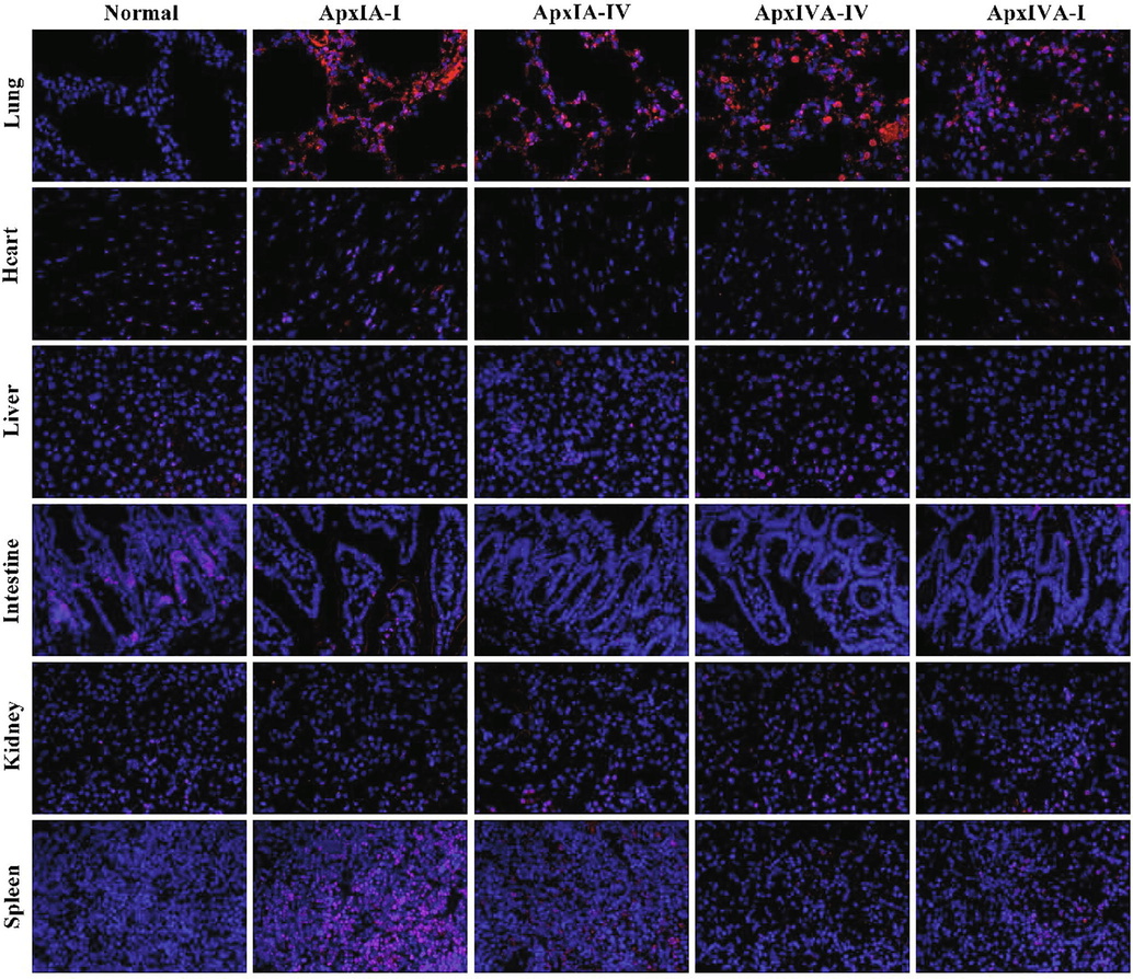 Immunofluorescence (IFC) was used to detect the distribution of ApxIA and ApxIVA in the visceral tissues of mice infected with the toxin. (×400). Normal: the lung, heart, liver, intestine, kidney, and spleen of normal mice were negative by immunohistochemical staining. Line ApxIA-I: visceral tissue sections of mice infected with ApxIA have incubated with ApxIA polyclonal antibody. and the red fluorescence pointed to ApxIA IFC positive cells. Line ApxIA-IV: visceral tissue sections of mice infected with ApxIA have incubated with ApxIVA polyclonal antibody, and the red fluorescence pointed to ApxIVA IFC positive cells. Line ApxIVA-IV: visceral tissue sections of mice infected with ApxIVA have incubated with ApxIVA polyclonal antibody, and the red fluorescence pointed to ApxIVA IFC positive cells. Line ApxIVA-I: visceral tissue sections of mice infected with ApxIVA have incubated with ApxIA polyclonal antibody, and the red fluorescence pointed to ApxIA IFC positive cells.