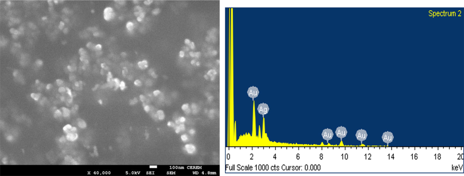 SEM image (Left) EDS spectrum (Right) of green Ag@Au core–shell NPs.