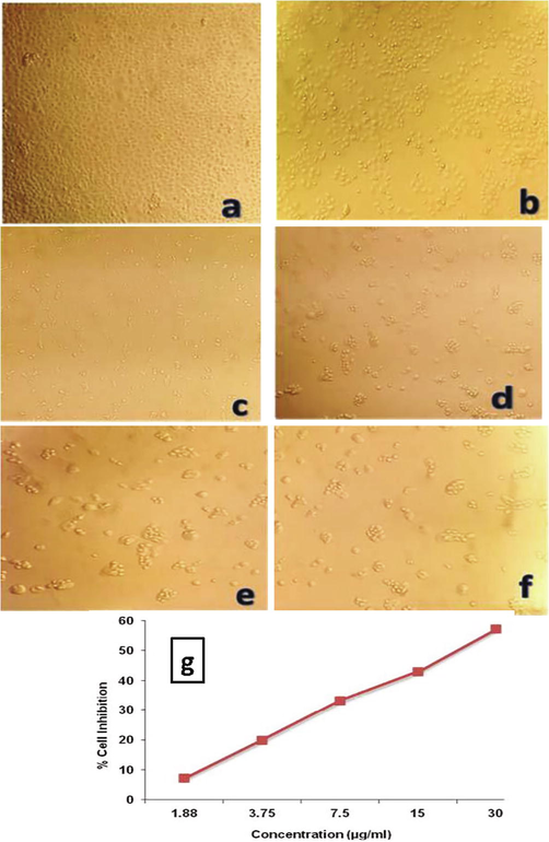 In-vitro cytotoxic activity of the biosynthesized Ag NPs against A549 cell line. (a) Untreated A549 cell line, (b) Ag NPs − 1.88 μg/ml, (c) Ag NPs − 3.75 μg/ml, (d) AgNPs − 7.5 μg/ml (e) Ag NPs − 15 μg/ml, (f) Ag NPs − 30 μg/ml (g) Percentage of cell inhibition of Ag NPs against A549 cell line.