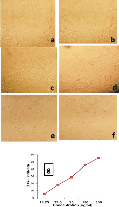 In-vitro cytotoxic activity of the ethanol garlic extract against A549 cell line. (a) Untreated A549 cell line (b) 18.75 μg/ml (c) 37.5 μg/ml (d) 75 μg/ml (e) 150 μg/ml (f) 300 μg/ml (g) Percentage of cell inhibition of A. sativum extract against A549 cell line.