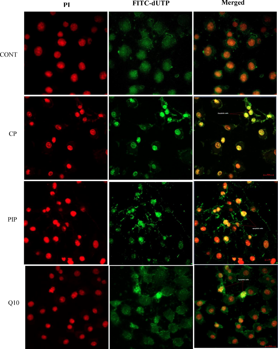 Fluorescence microphotograph of HUH-7 cells showed effect of treatments with CP, PIP and CoQ10 on the apoptotic rate compared to the control.