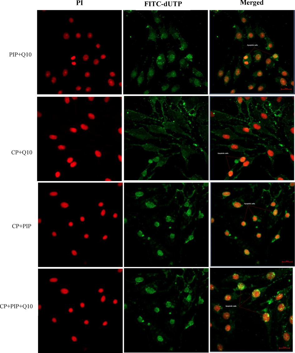 Fluorescence microphotograph of HUH-7 cells showed effect of treatments with combination of PIP + CoQ10 and combination of CP with PIP, CoQ10, and both PIP + CoQ10 on the apoptotic rate compared to the control.