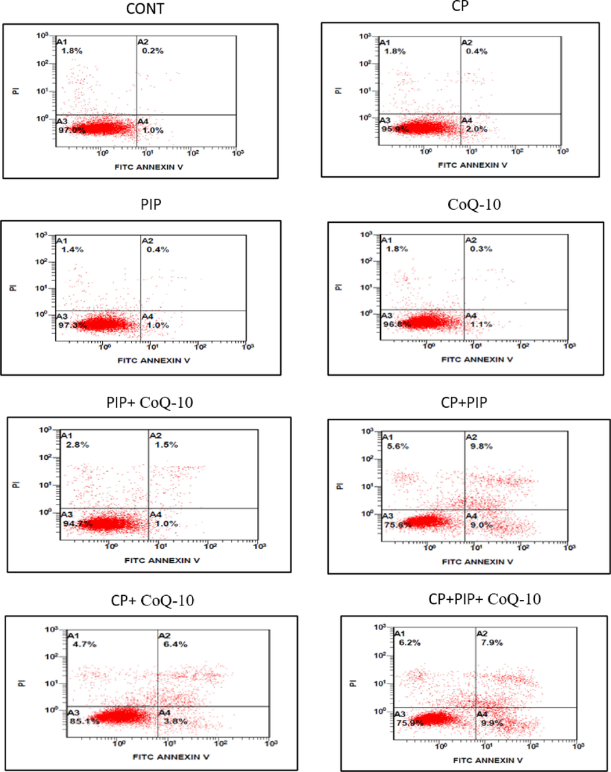 Shows flow cytometric analysis of HuH-7 cells treated with each compound for 48 hr. Combination of CP + PIP, CP + CoQ-10, and CP + PIP + CoQ-10 induced apoptosis.