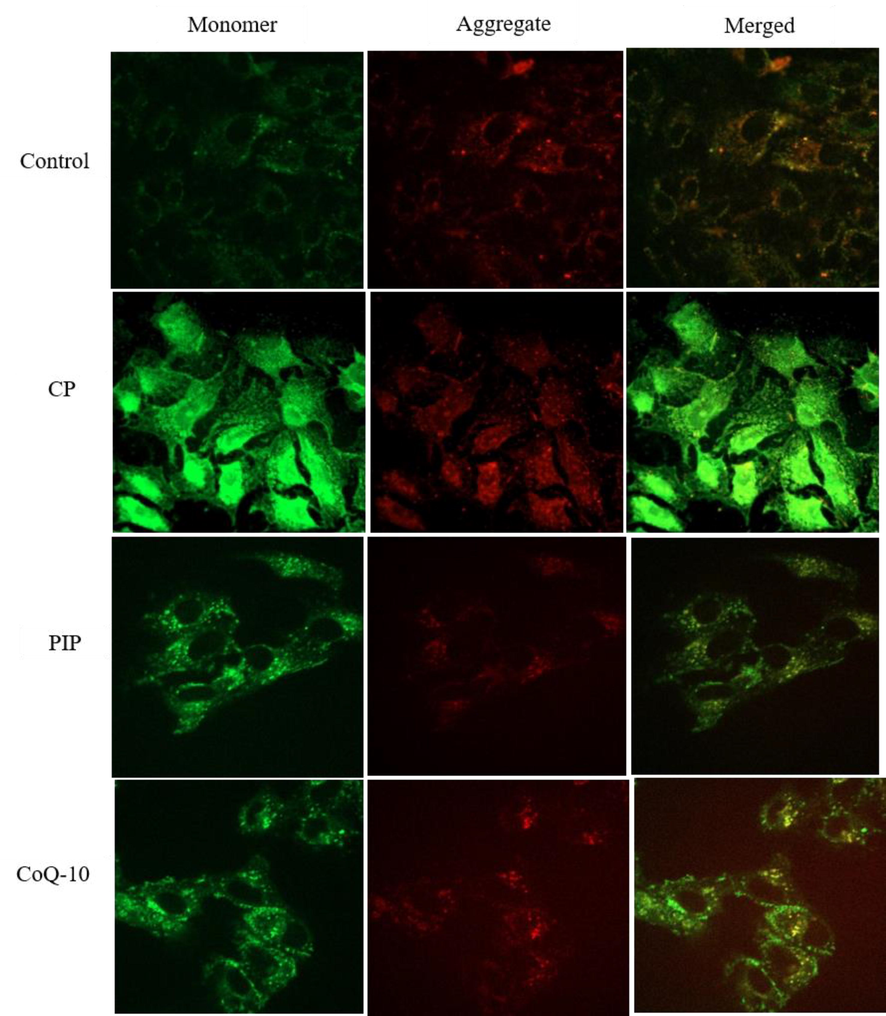 Shows MMP of HuH-7 as evaluated by JC-1. Cells were treated with CP, PIP, CoQ-10 for 48 hr.