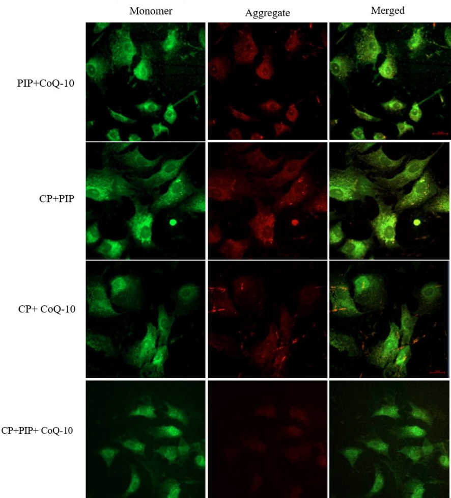 Shows MMP of HuH-7 as evaluated by JC-1. Cells were treated with CP + CoQ-10, CP + PIP, CP + PIP + CoQ-10 for 48 hr.