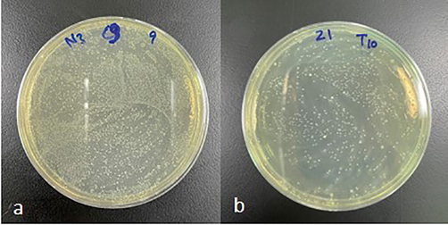 Positive growth of candida species in (a) undiluted and (b)diluted (10−1) plates.