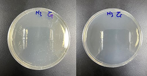 Negative growth of candida species in (a) undiluted and (b)diluted (10−1) plates.