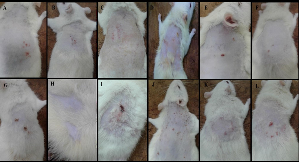 (A, B, C) Rats infected with S. aureus were shown to have reddish rashes that look like small red pimples concentrated at the injection site, and it was also shown to have honey-coloured crust as well as swelling, which is the hallmark of impetigo disease. Fig. 1(D, E, F) shows red skin rashes on the infected skin with S. pyogenes along with oedema and erythematous lesions, which represent the clinical findings of impetigo. Fig. 1(G, H, I). shows the clinical manifestations of rats infected with M. gypsum, which were shown to have black dots on the skin and patches of hair loss. These two signs are the hallmark of tinea capitis infection. Fig. 1(J, K, L), the infected rats with C. albicans were shown to display red rashes spread on the skin, mainly on the injection sites, which is a sign of cutaneous candidiasis.