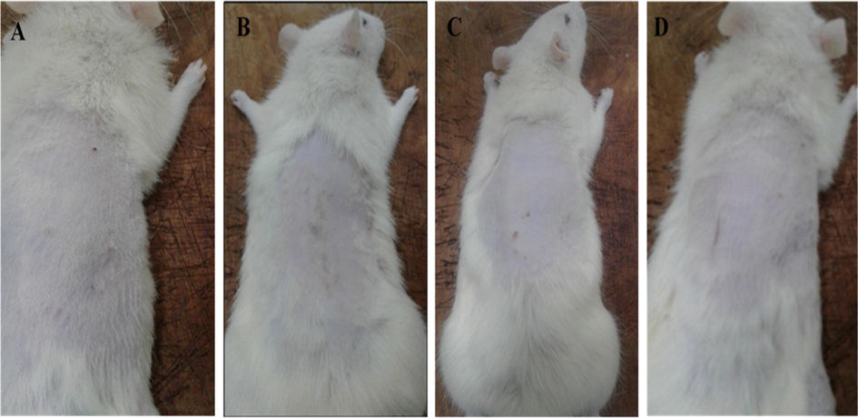 (A) shows the skin of rat recovered after treatment with mupirocin, (B) shows the skin of rat recovered after treatment with ketoconazole, (C) shows the skin of rat recovered from bacterial skin infection after treatment with ESM gel and (D) shows the skin of rat recovered from fungal skin infection after treatment with ESM gel.