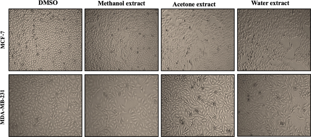 The effect of A. squamosa extracts on the morphology of breast cancer cell lines. MCF-7 and MDA-MB-231 cells were seeded at 4 × 105 cells/well and treated with 50 µg/mL methanol, acetone, or aqueous extract in DMEM medium with 10% FBS. Photomicrographs were taken at 24 h.